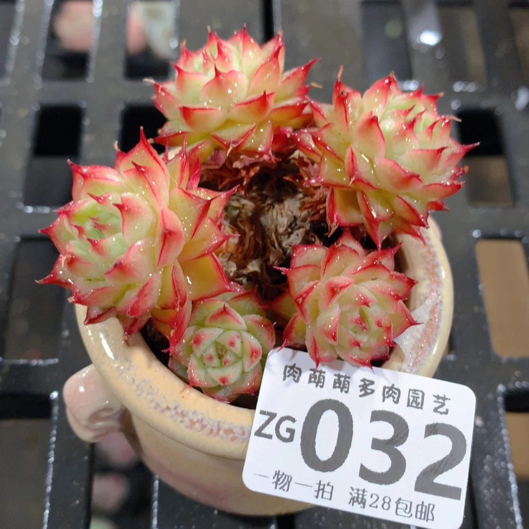 肉萌萌拇指盆精控多肉ZG032