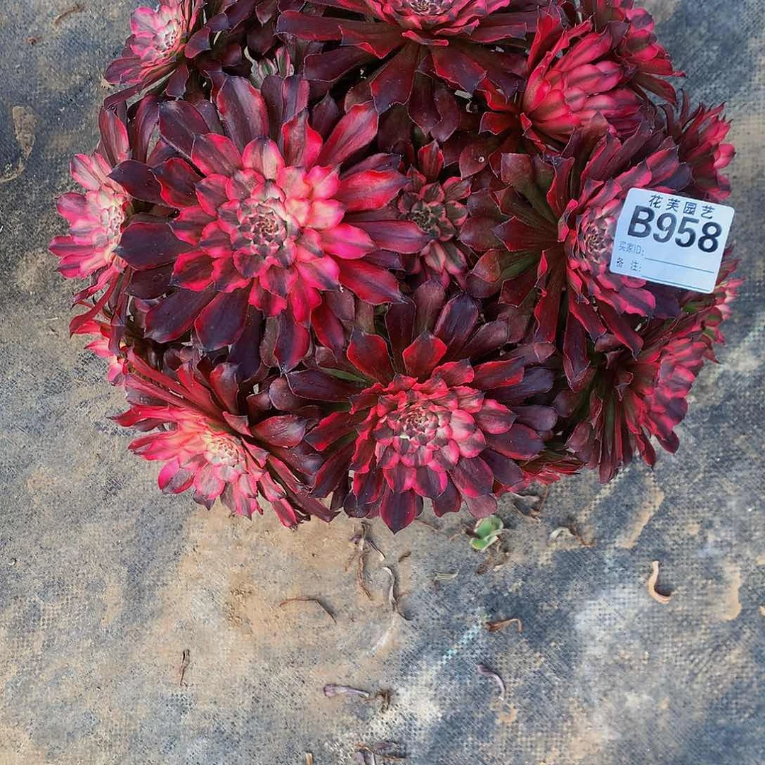 用***姐958多肉法师血迹