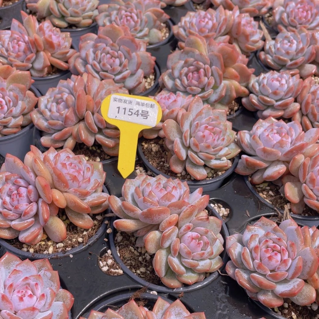 1154号 星星橙大双头一个