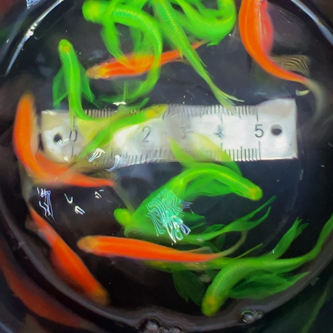 海水斑马鱼绿10红6