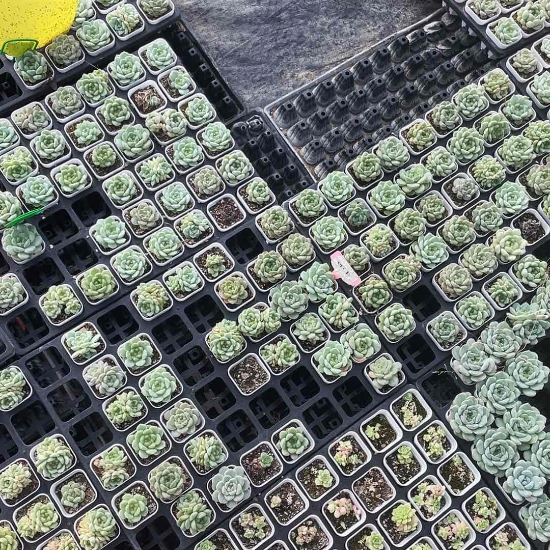 甜心混合盆一个满25包邮