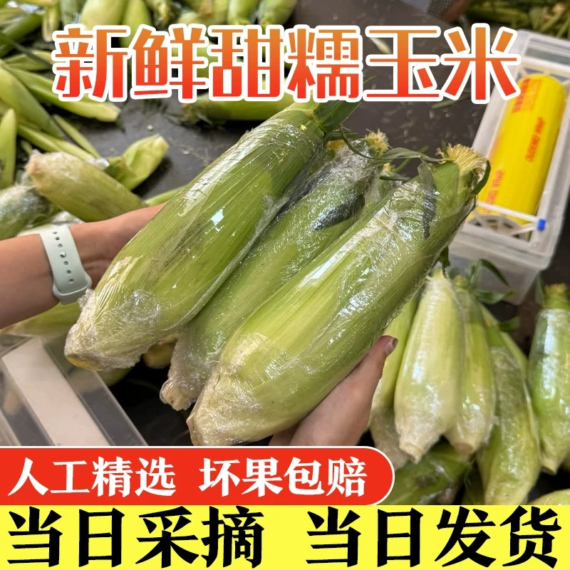 【强哥专属】东北新鲜带皮玉米黏苞米糯黄玉米甜白玉米6棒农家现摘