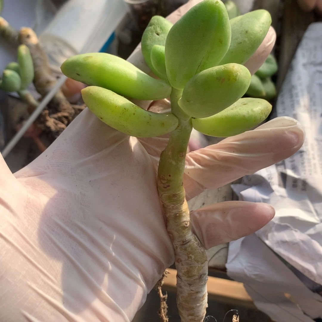 乌里维亚，乌里维亚奶酪多肉