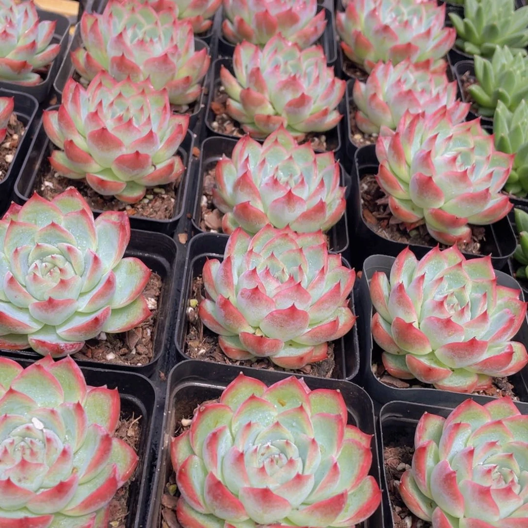 445号 韩版粉水晶单头一个