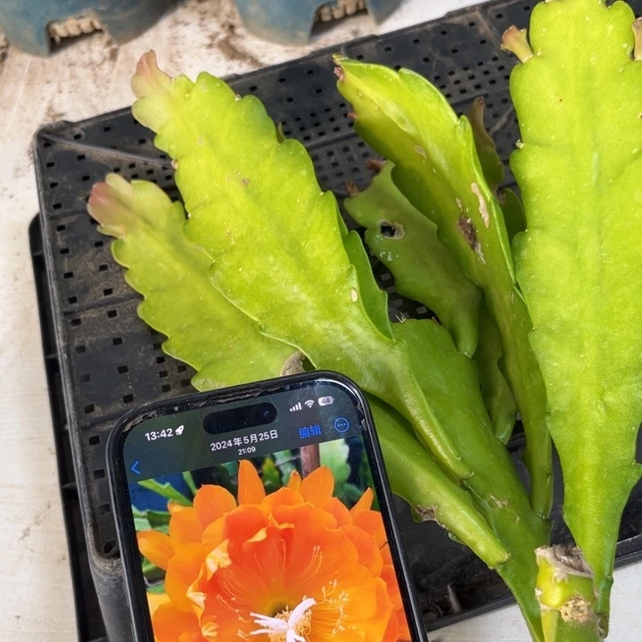 当前无花栽培后可以开花824