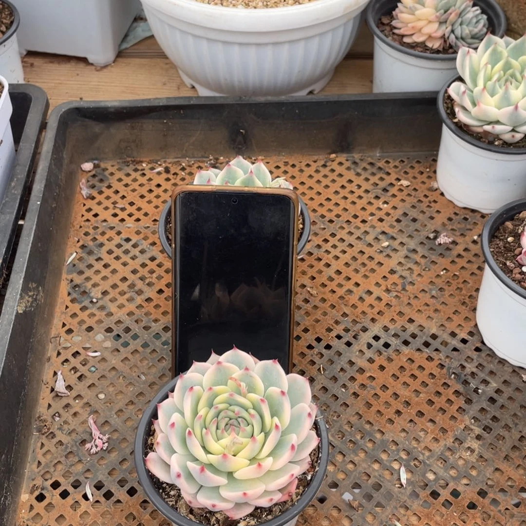 淘多肉吉娃娃景一个