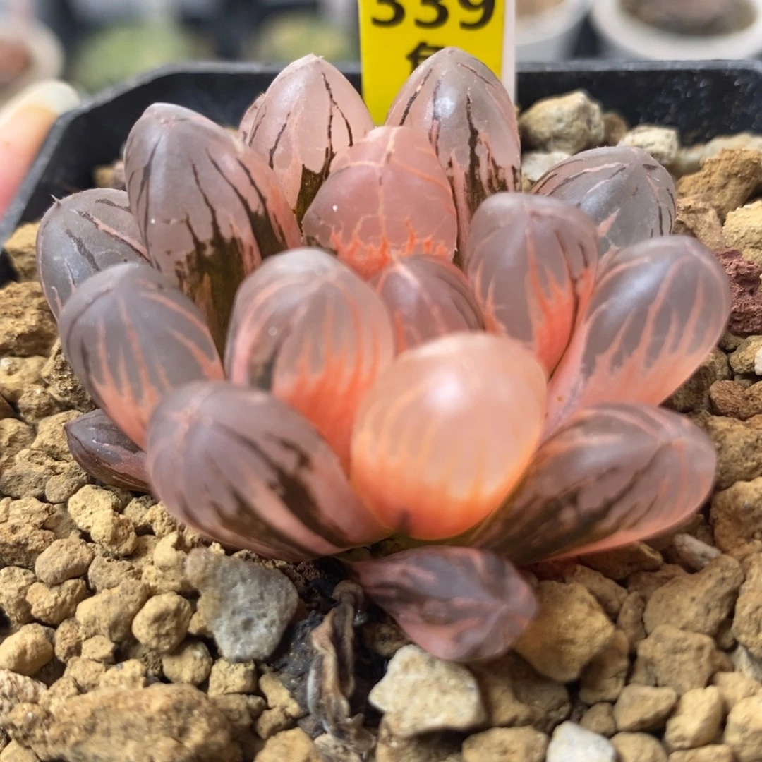 339红太阳玉露锦，，，，