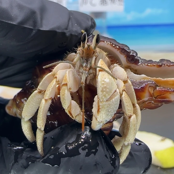 A22-1.3口嫩黄 不理不拉