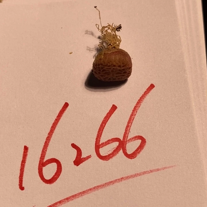 l*i16266一个一个一个