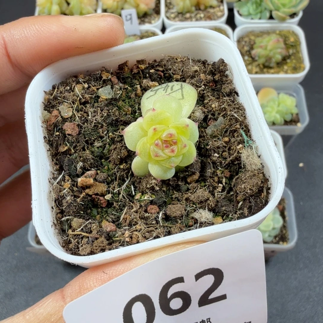 甜心145一物一拍062