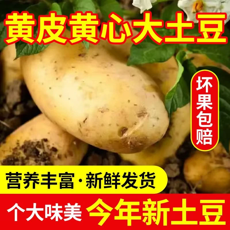 贵州黄心黄皮土豆新鲜现挖当季蔬菜粉糯洋芋面土豆