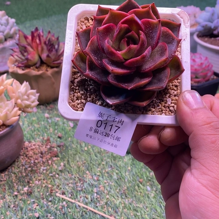 0117啊啊啊啊啊啊啊啊啊啊啊啊