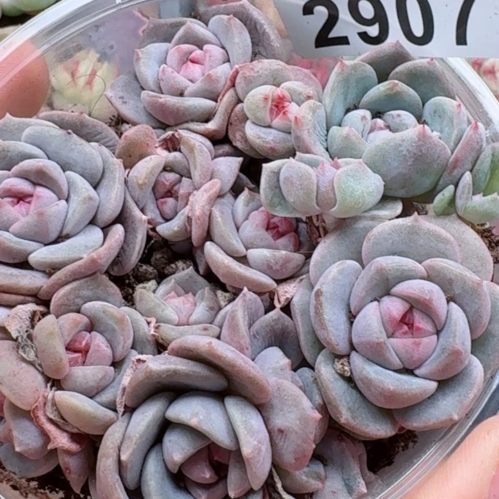 多肉植物多肉植物