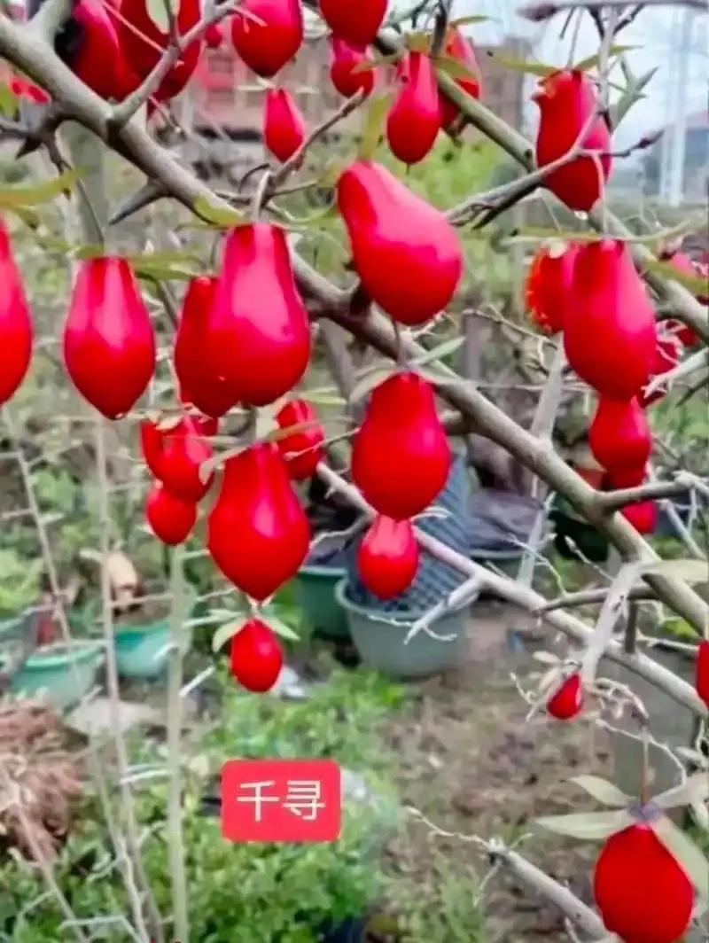 老鸦柿盆景素材，精品桩