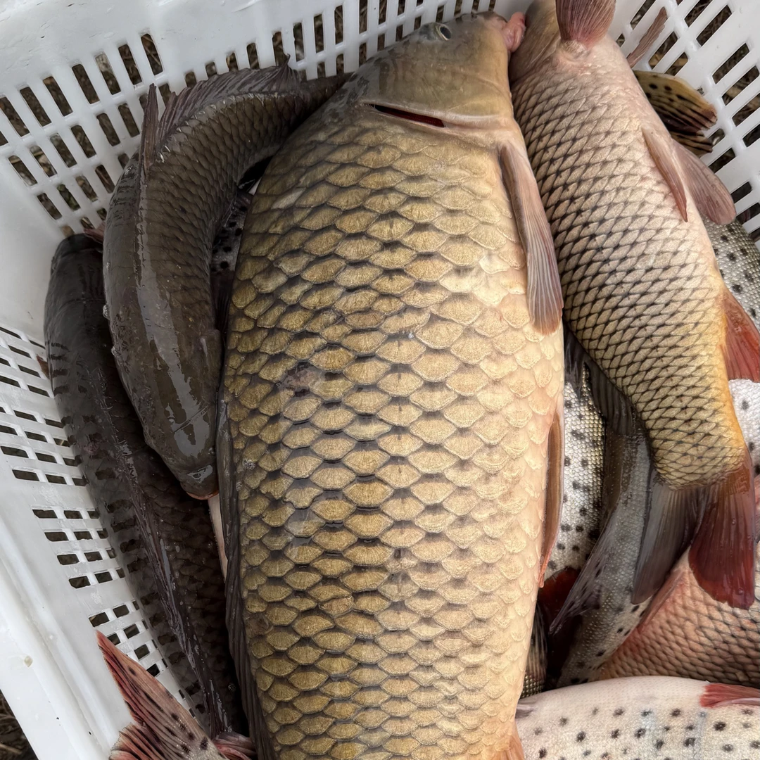 黑龙江纯江野生大鲤鱼（顺丰空运直播间称重）