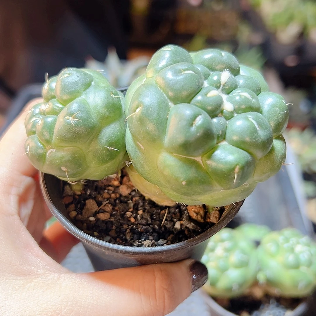 自根双头无刺象牙丸带盆8公分