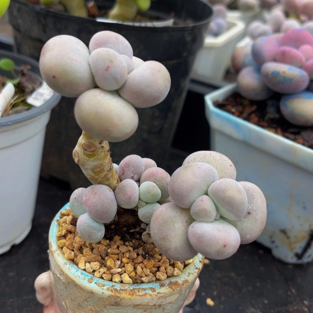 447-芭比奶多肉6cm