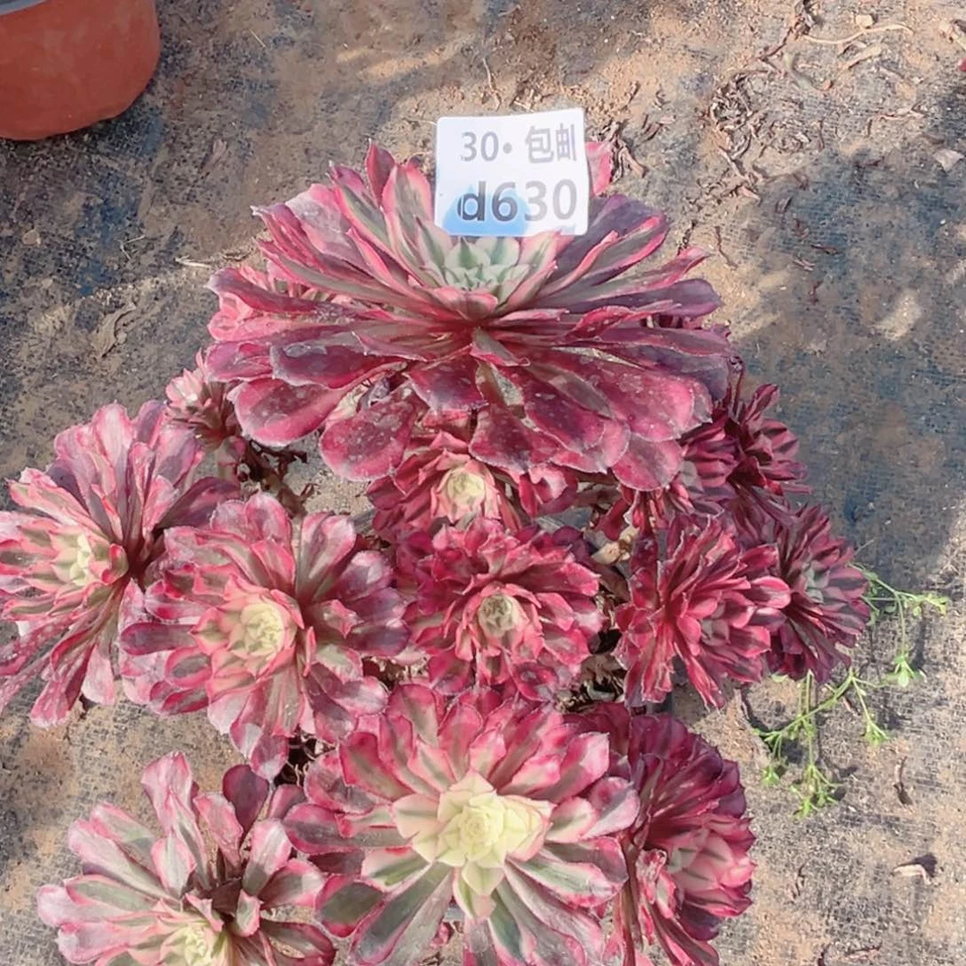 630红铜白多肉法师