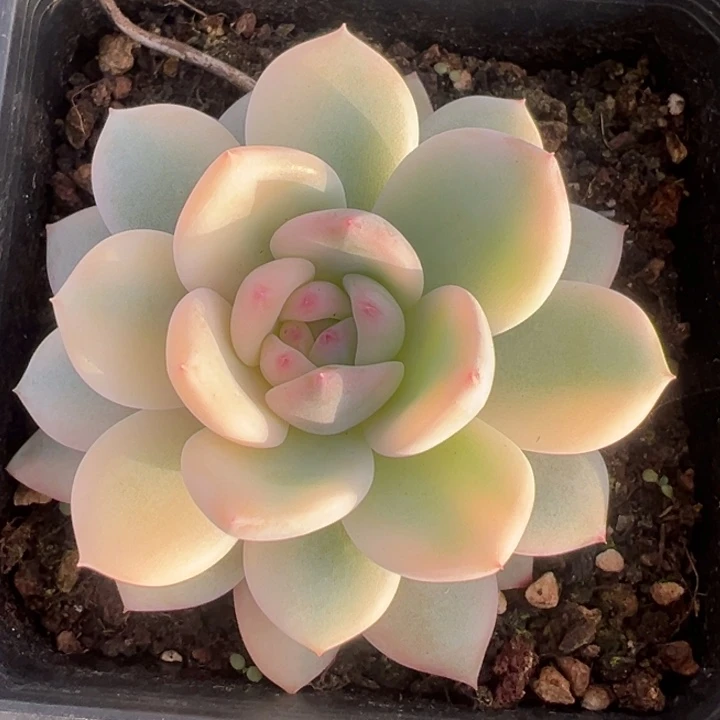 梦露锦一物一拍锦龙