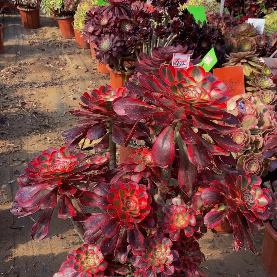 422鲜花老桩妖桩丽娜