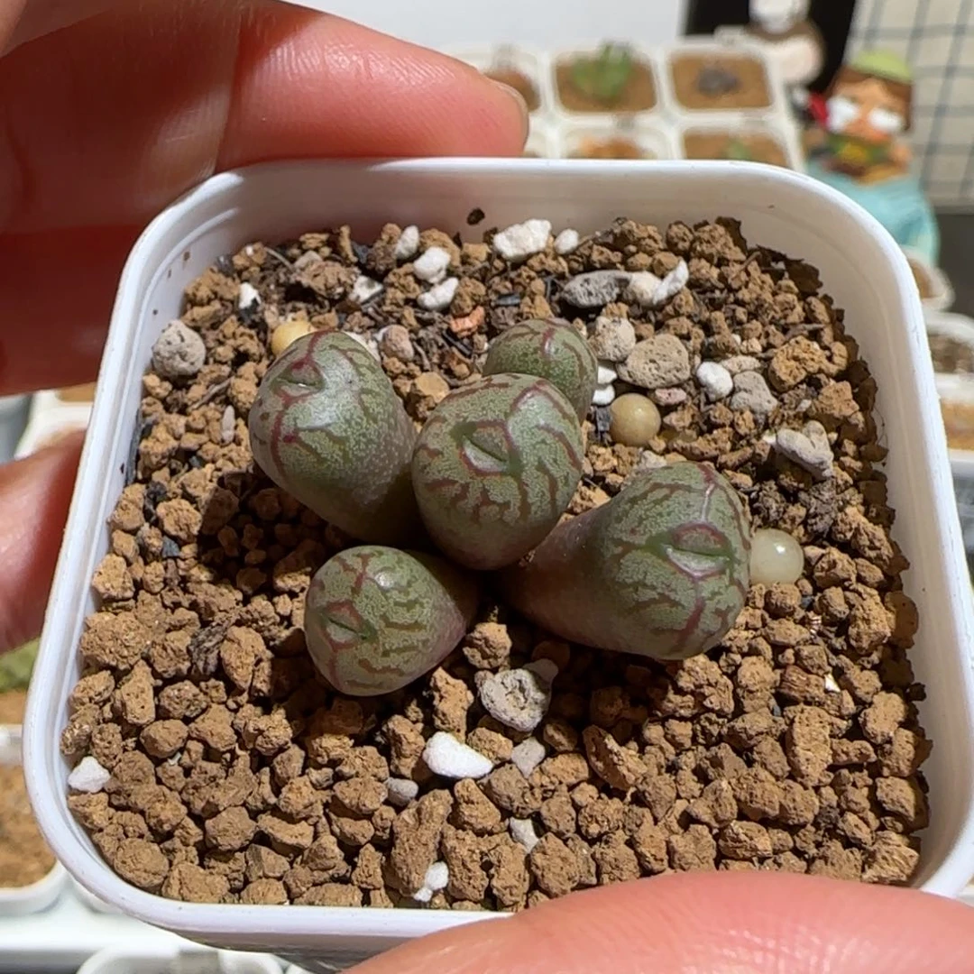 肉锥多肉植物组合-杂交49