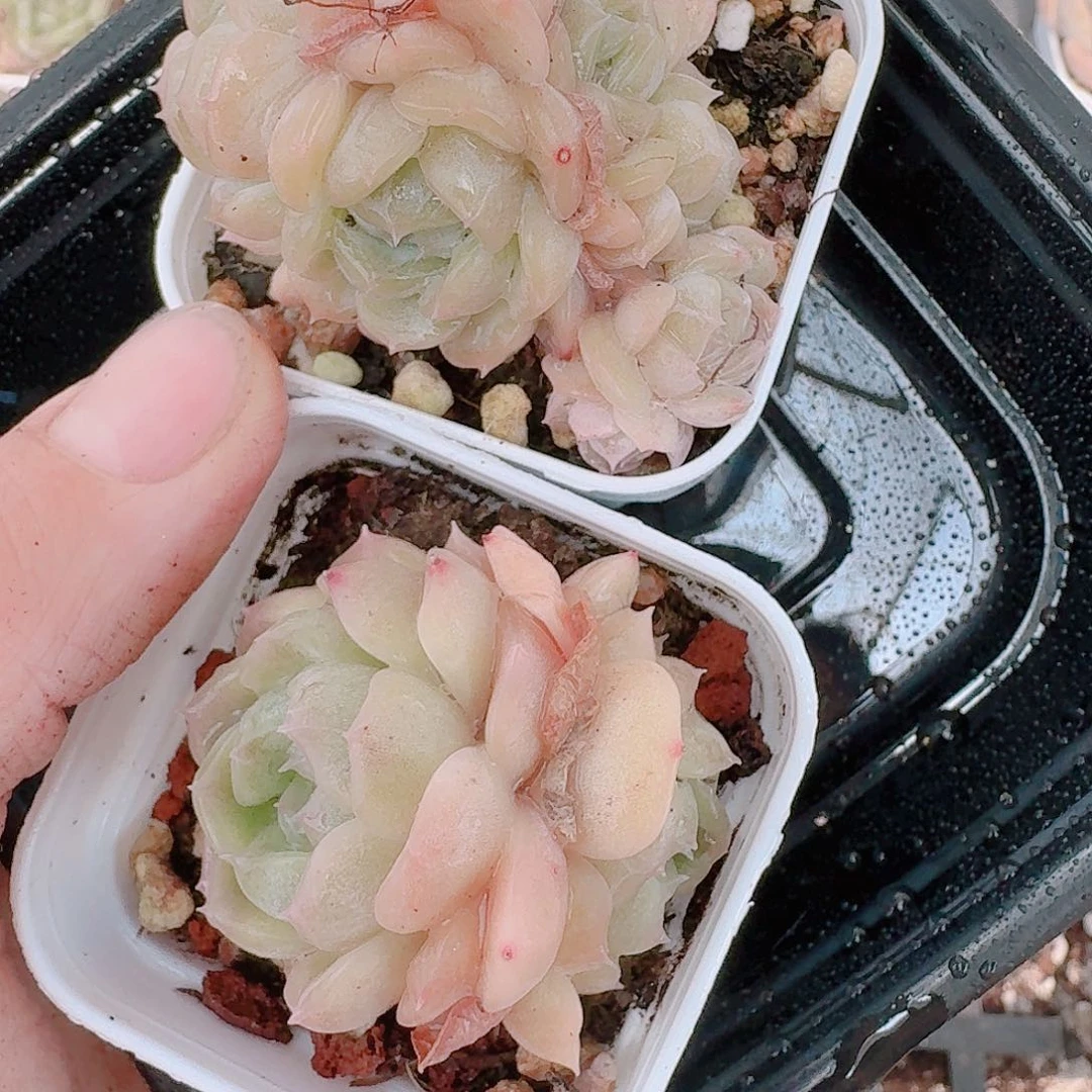 杂交新品种珍妮多肉119