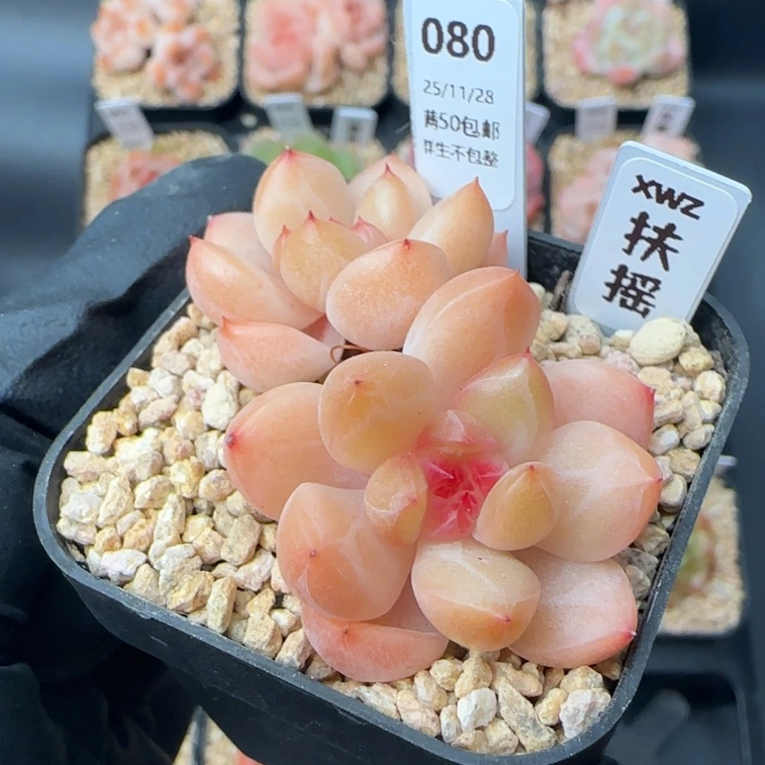 080   扶摇    5厘米盆