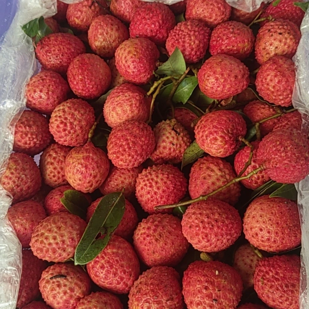 桂味荔枝一份2斤荔枝同城送山西省