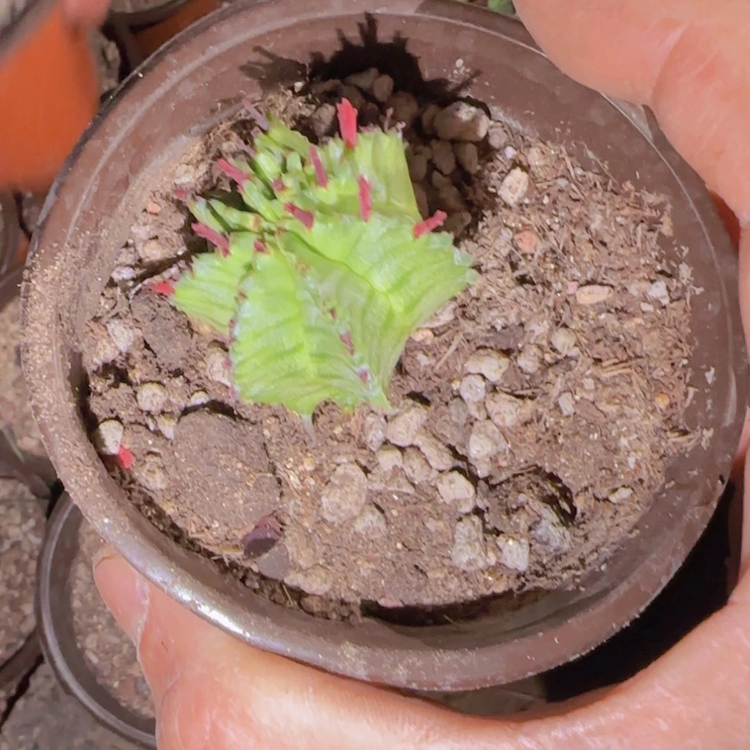 二***神块根植物块根植物