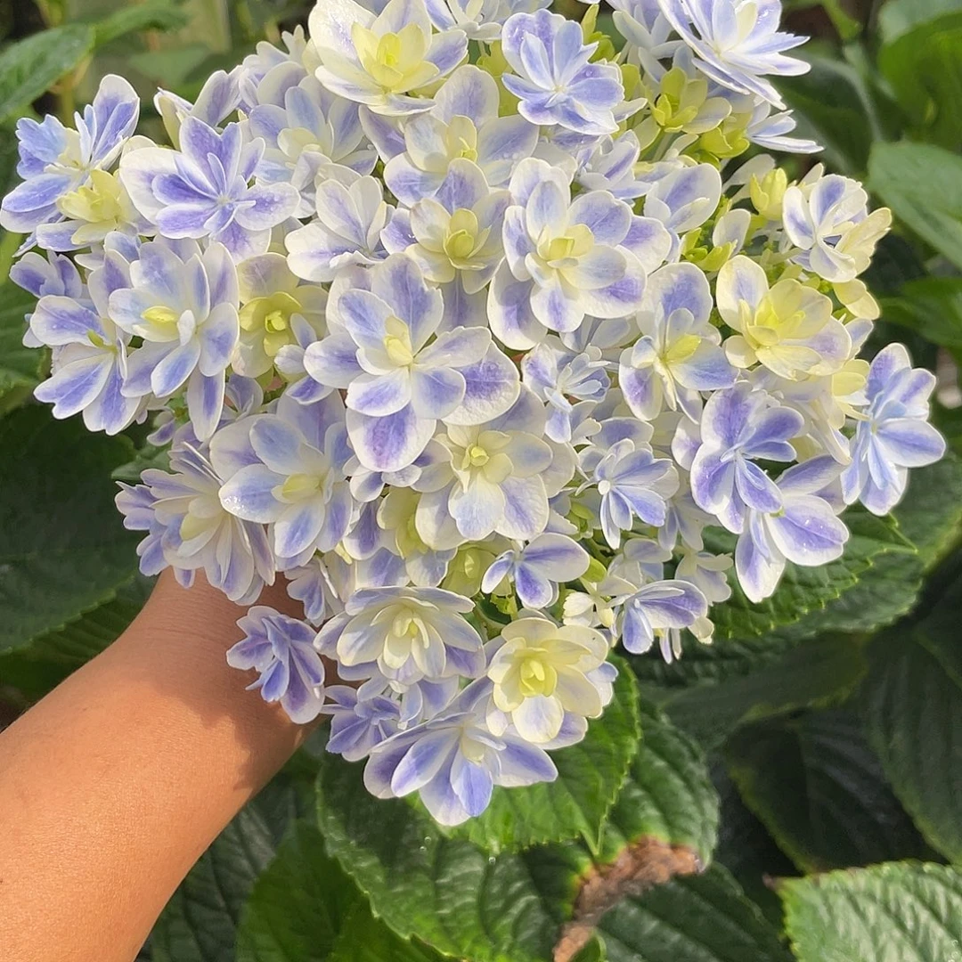 绣球切花一物一拍3枝起包邮，180