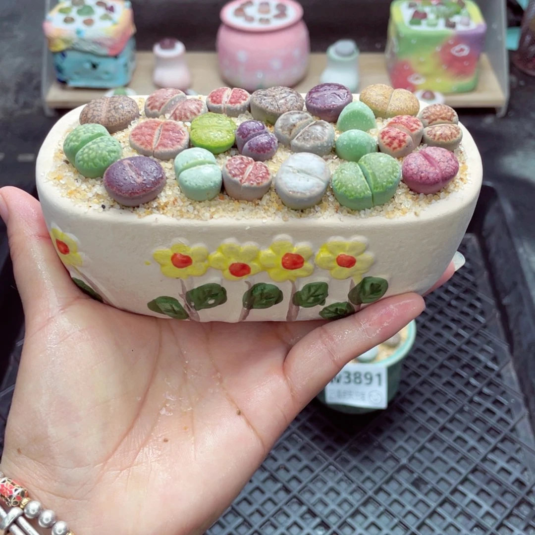 w3892 开播福利 带盆土发货一物一拍