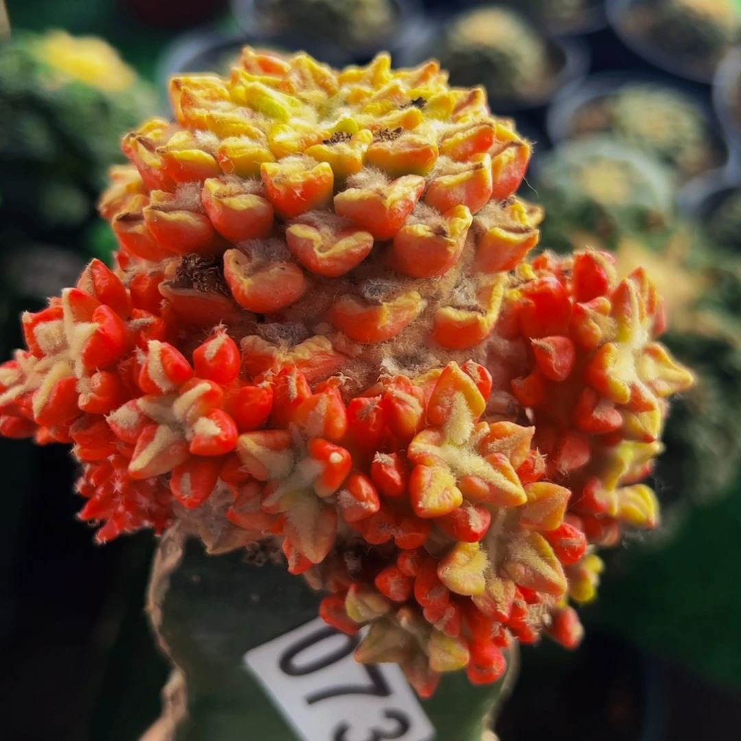 无花朵黑牡丹锦群073