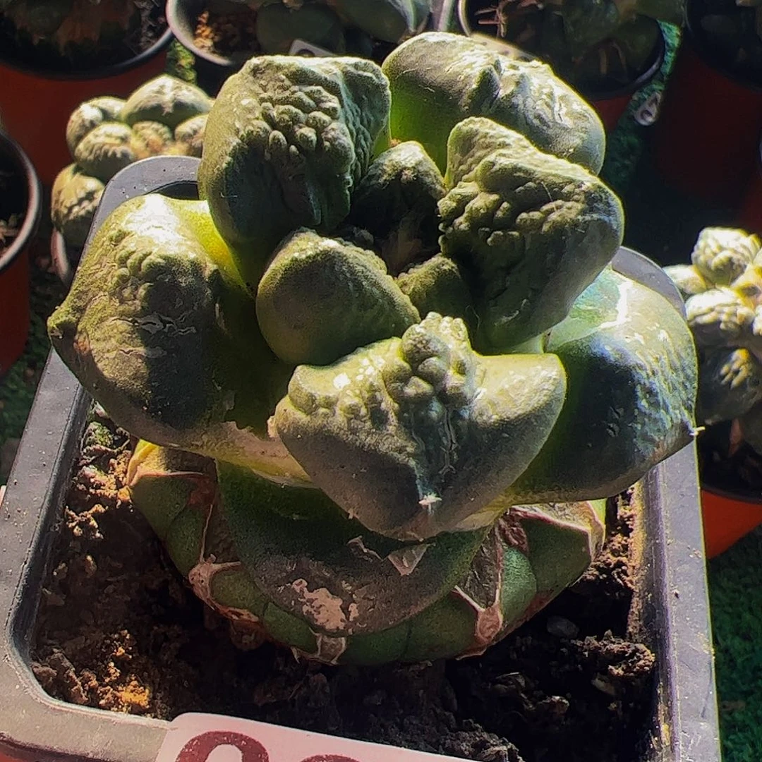 无花朵福利连山牡丹031