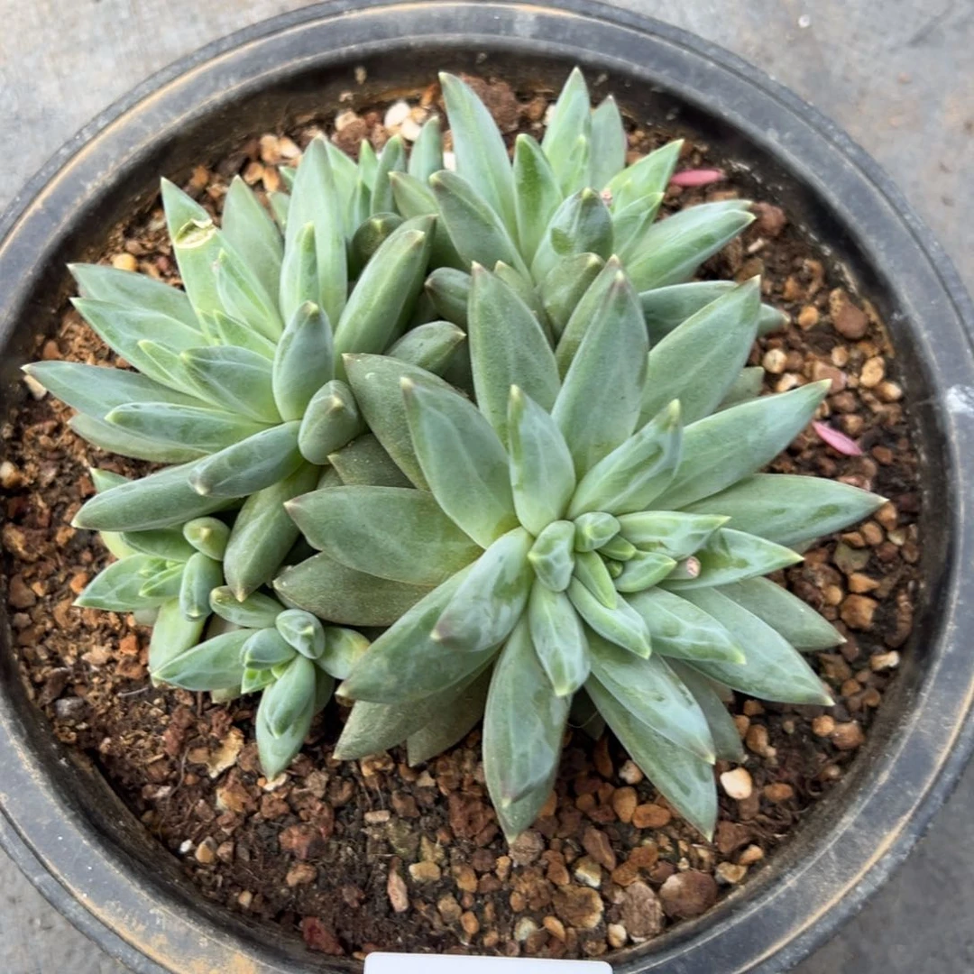 7420多肉多多多多多