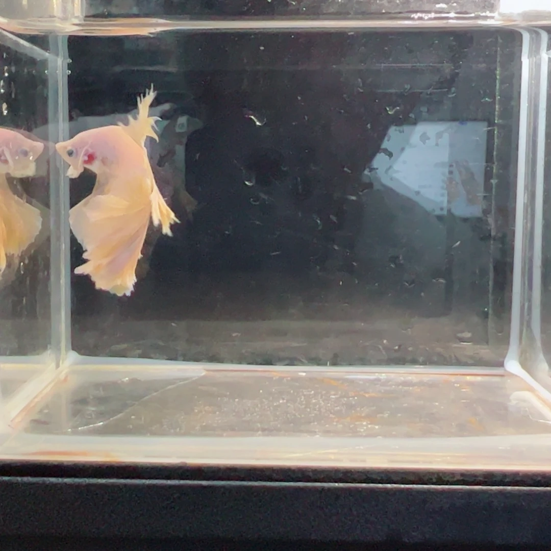 斗鱼浅色仙仙裙特殊尾