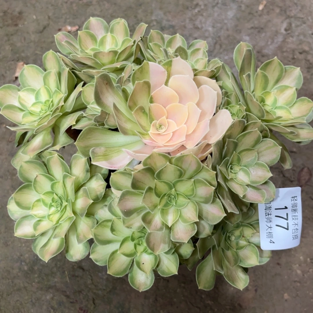 177韶华多肉植物多肉植物