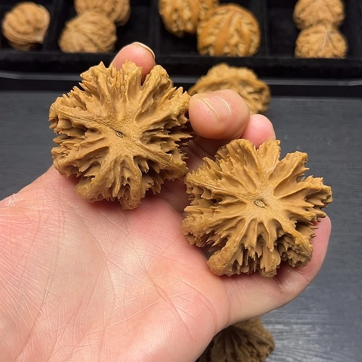 世***力核桃突突突突突突突突