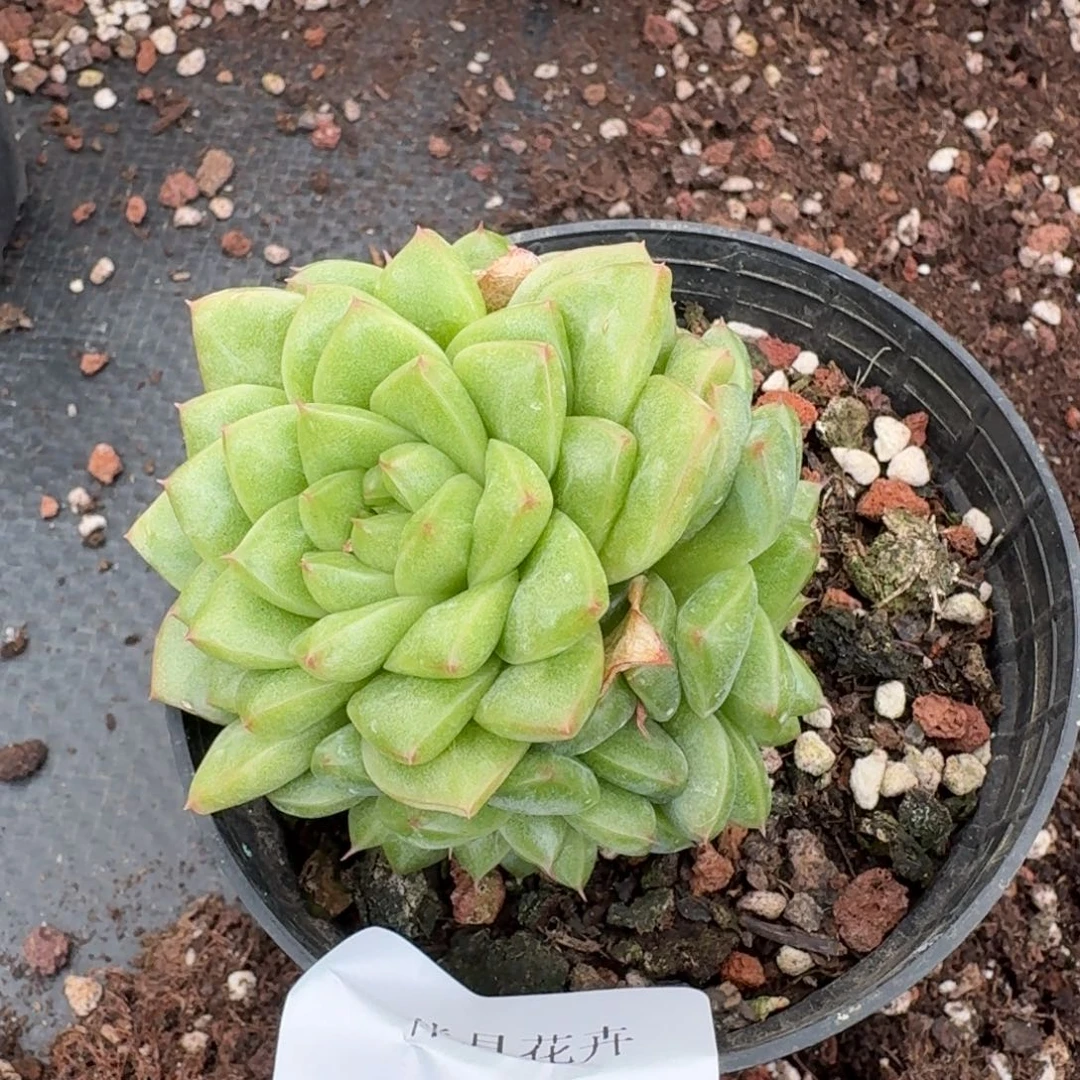 多肉杂交爱奥一物一拍23-42