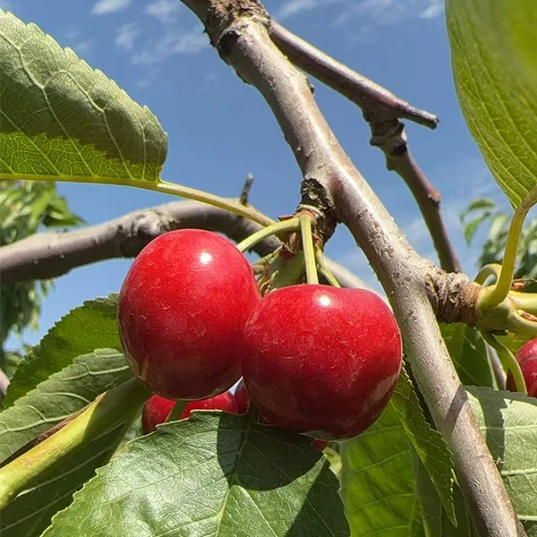 天水大樱桃车厘子萨米脱脆爽酸甜现摘现采露天头茬EMS航空