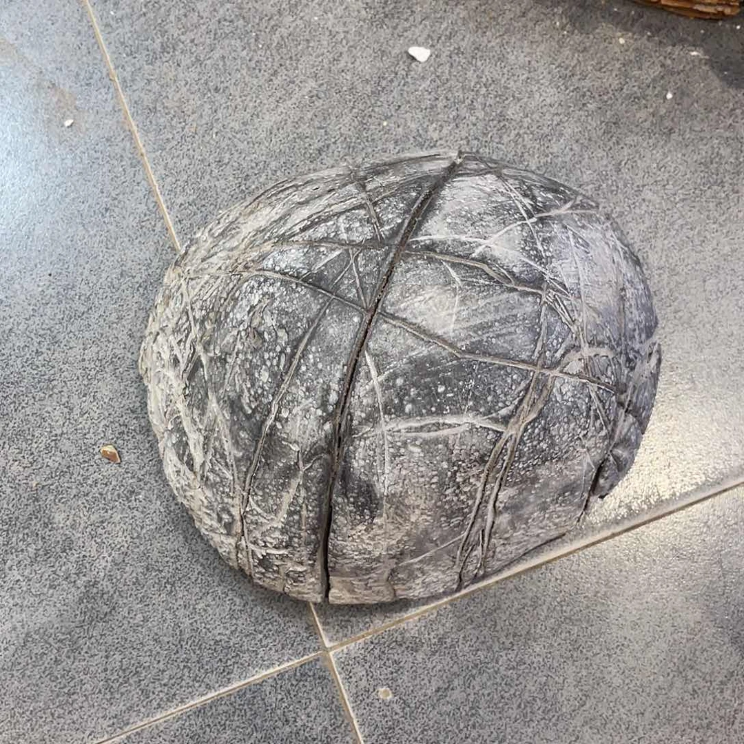 紫砂偏远地区不包邮悠**月