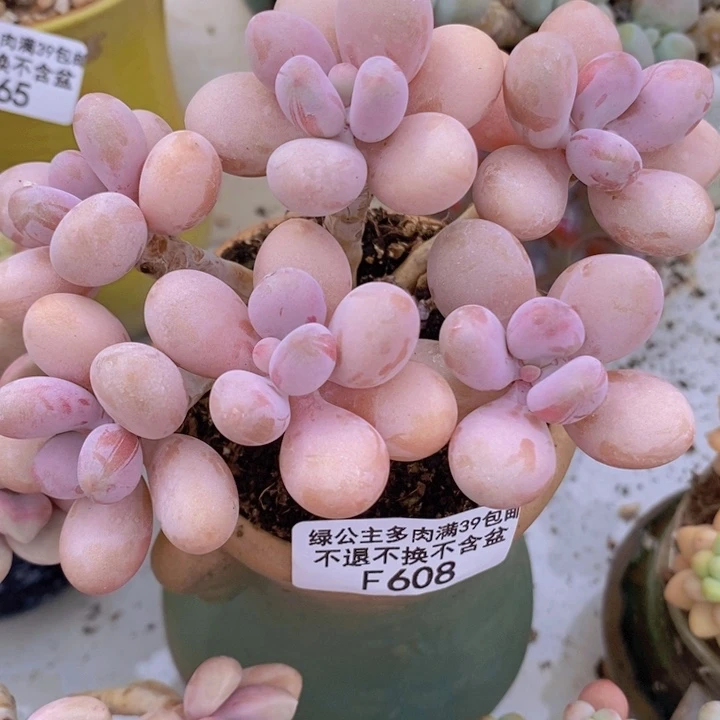 糖果桃蛋老桩12cm608多肉植物