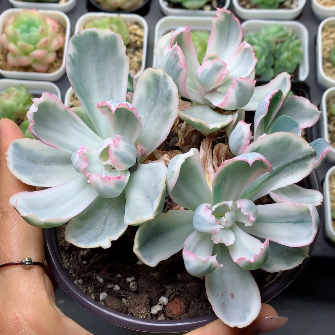 58包邮  群生不包整伯克利锦13