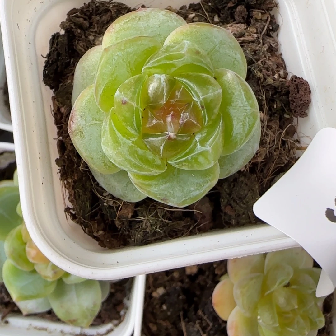 小卡拉米糖心一物一拍15-36