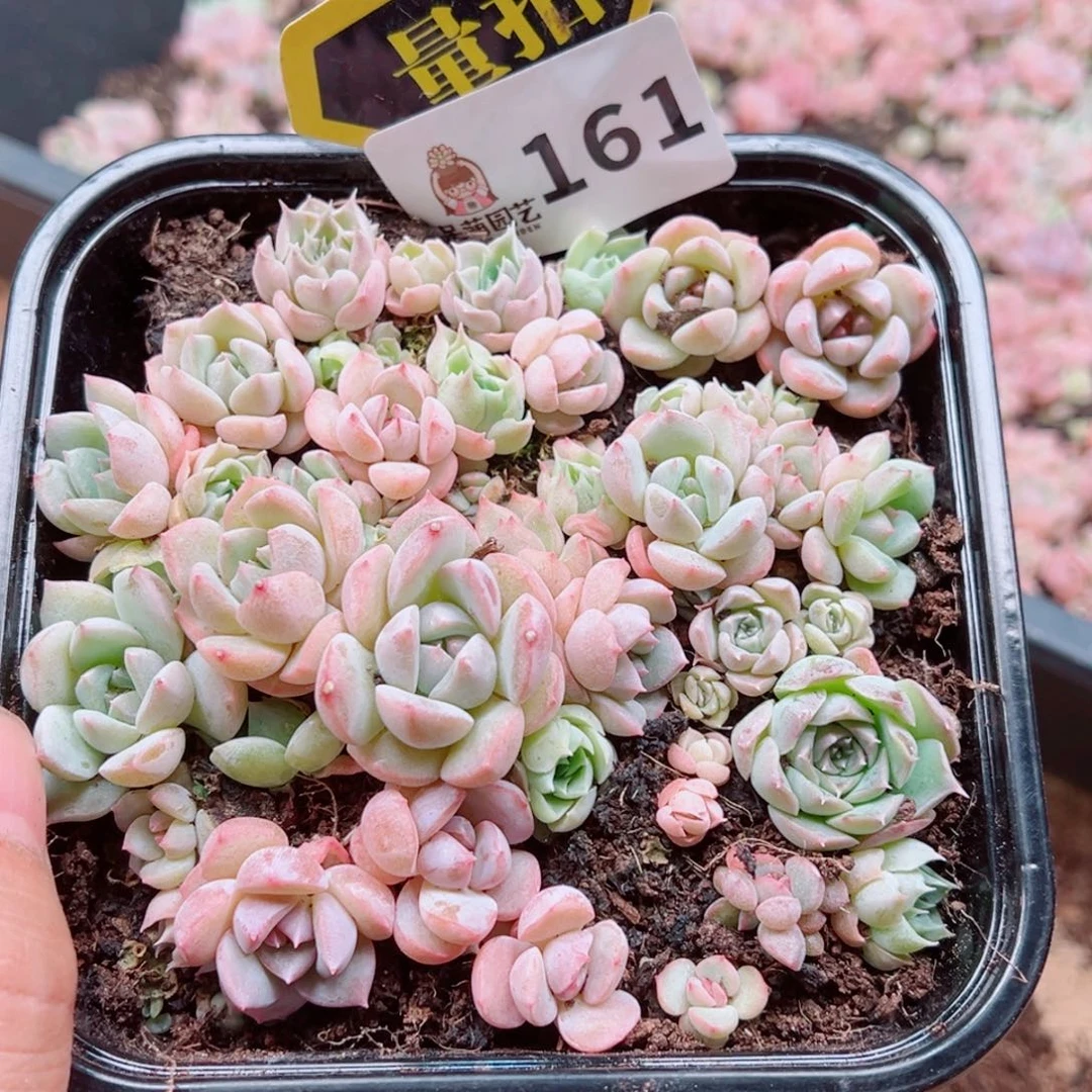 多肉植物多肉植物