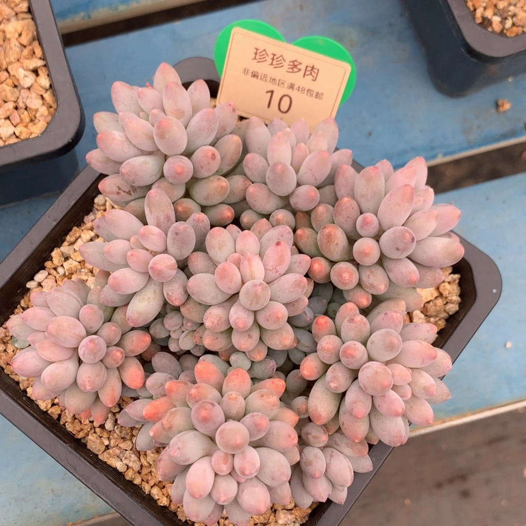 婴儿手指无砍平头10