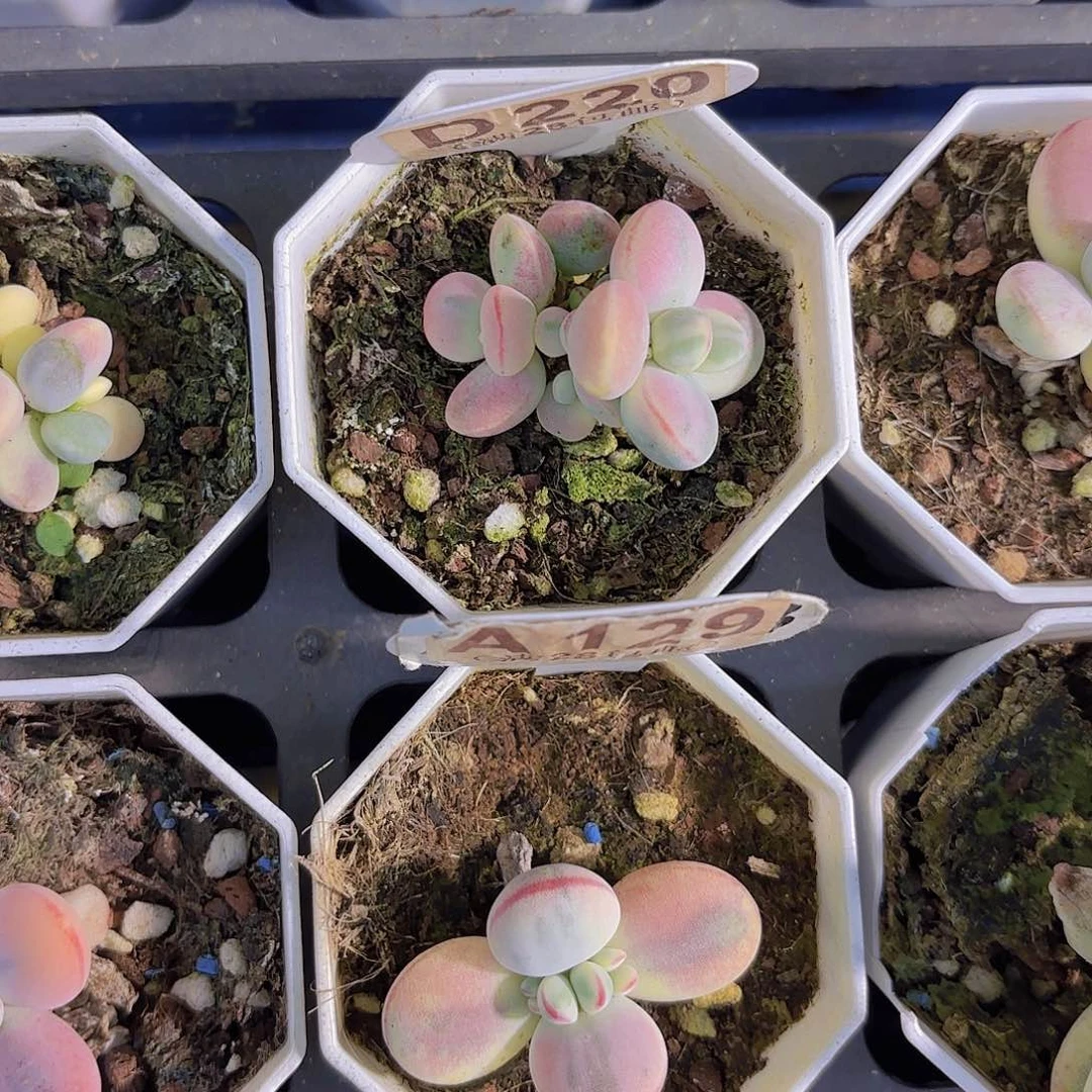 木*D220乒乓锦一物一拍