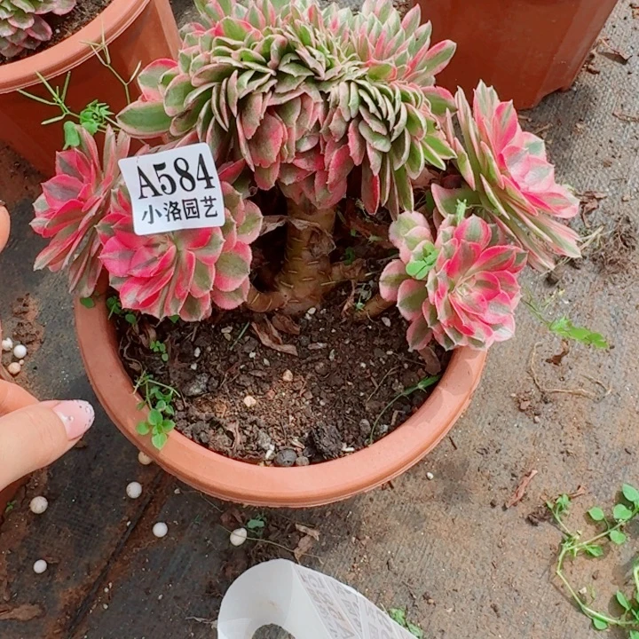584荔枝缀化多肉植物