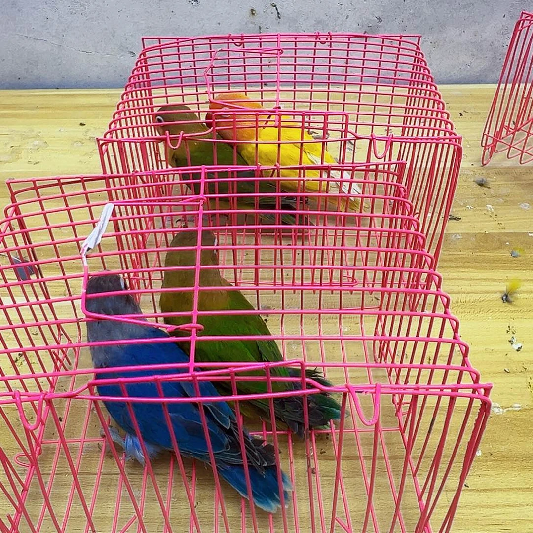 桃脸牡丹鹦鹉八字脚包活到家
