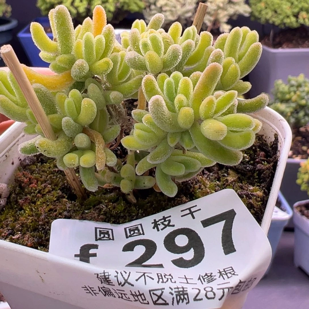 Z****?297一物一拍福利