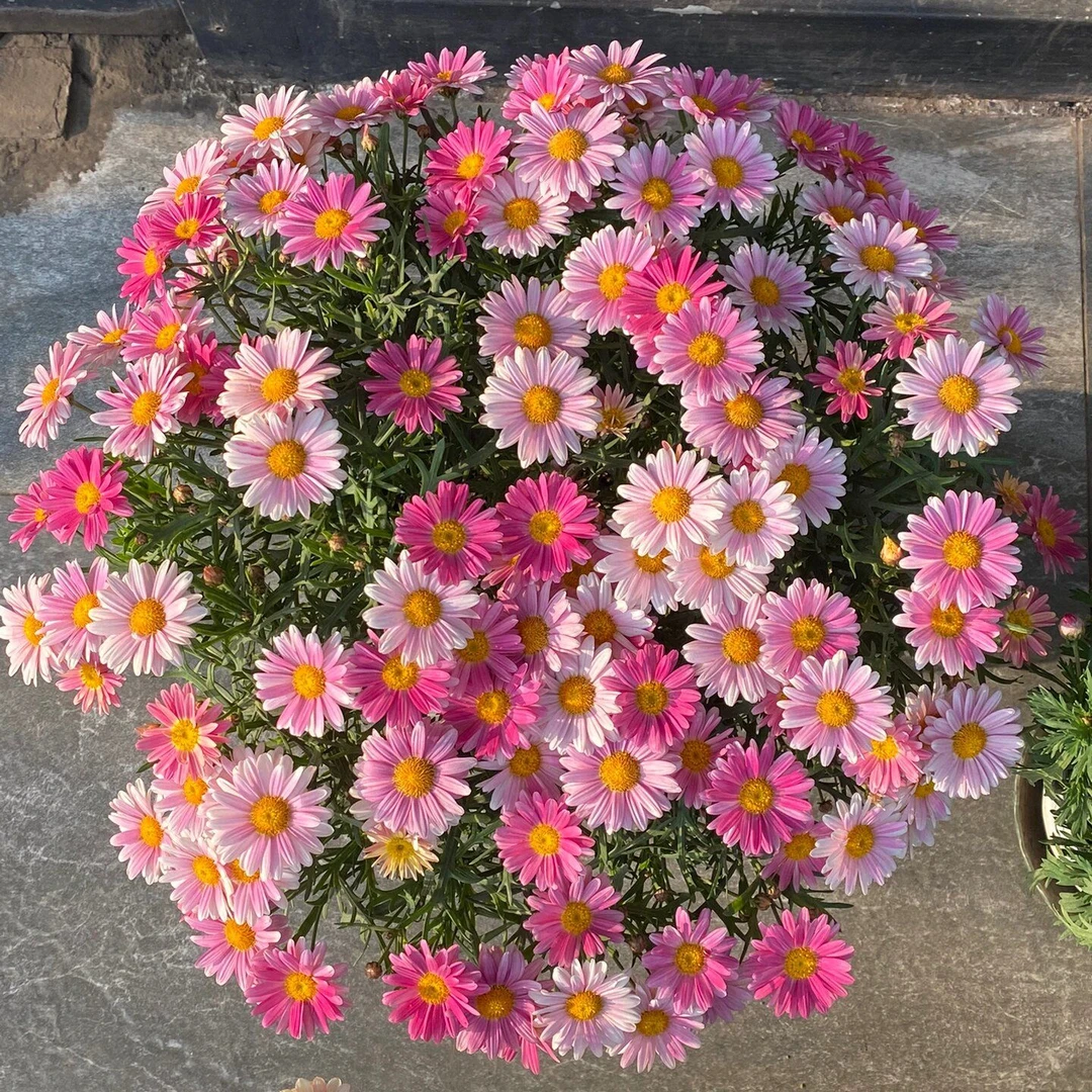 （大盆）玛格丽特 阳台庭院花园盆栽地栽 多年生四季开花好养